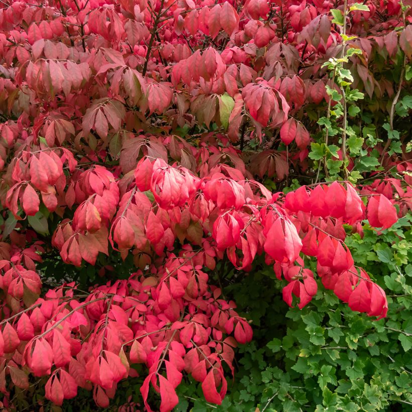 Euonymus alatus Blade Runner - Evónimo alado (Follaje)