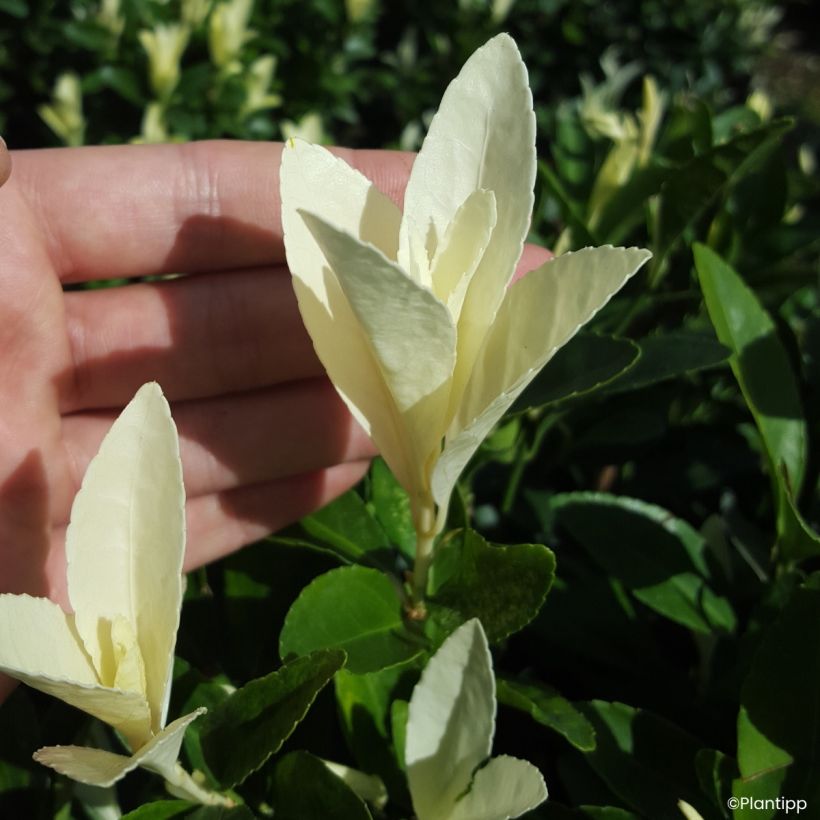 Euonymus japonicus Himalaya - Huso japonés (Follaje)