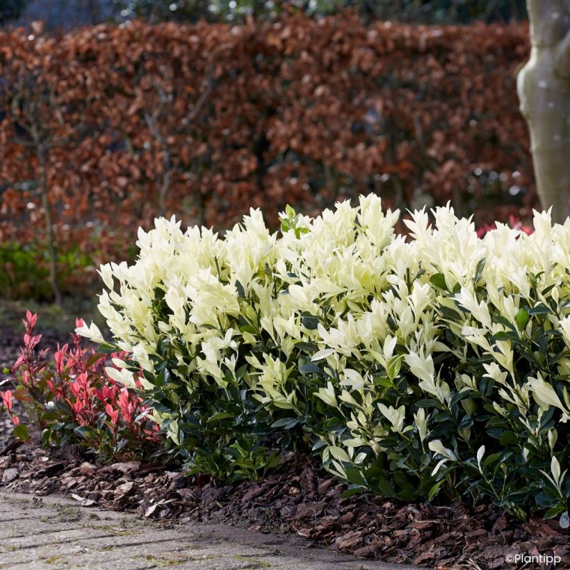 Euonymus japonicus Himalaya - Huso japonés (Porte)