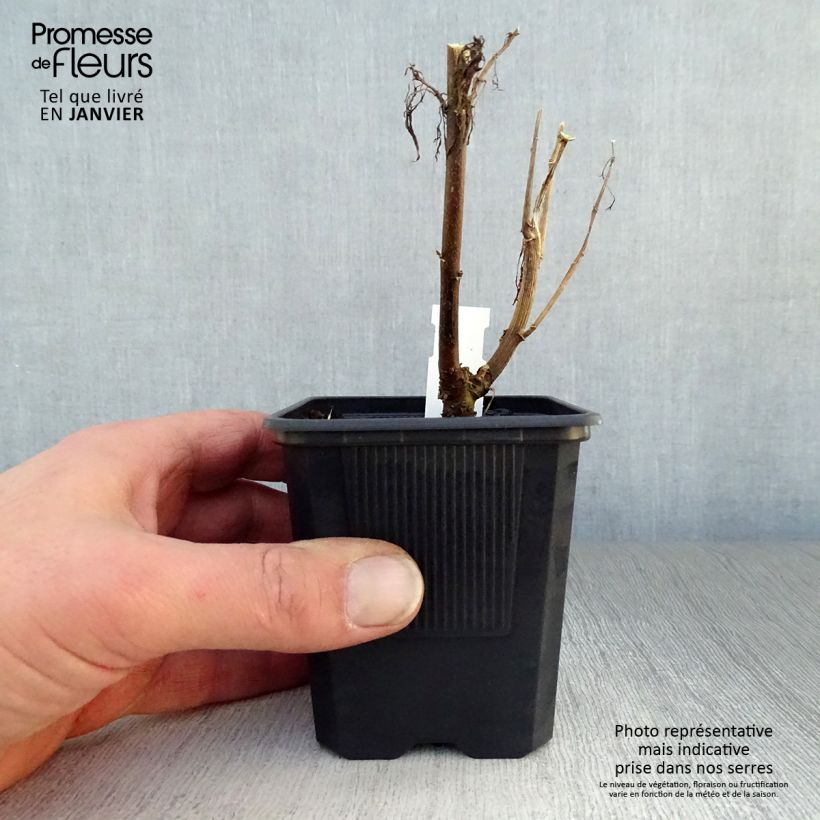 Eupatorium capillifolium Elegant Plume Maceta de 8/9 cm Ejemplar entregado en invierno