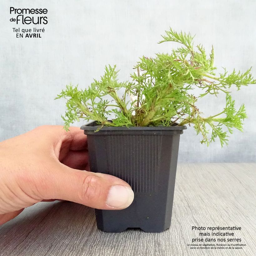 Eupatorium capillifolium Elegant Plume Maceta de 8/9 cm Ejemplar entregado en la primavera