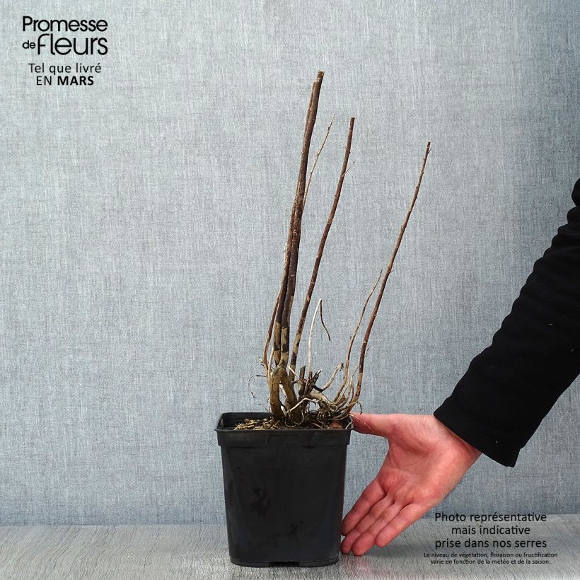 Eupatorium capillifolium Elegant Plume Maceta 2L/3L Ejemplar entregado en invierno