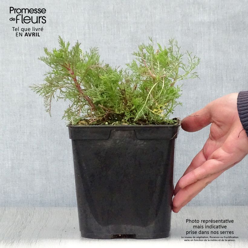 Eupatorium capillifolium Elegant Plume Maceta 2L/3L Ejemplar entregado en la primavera