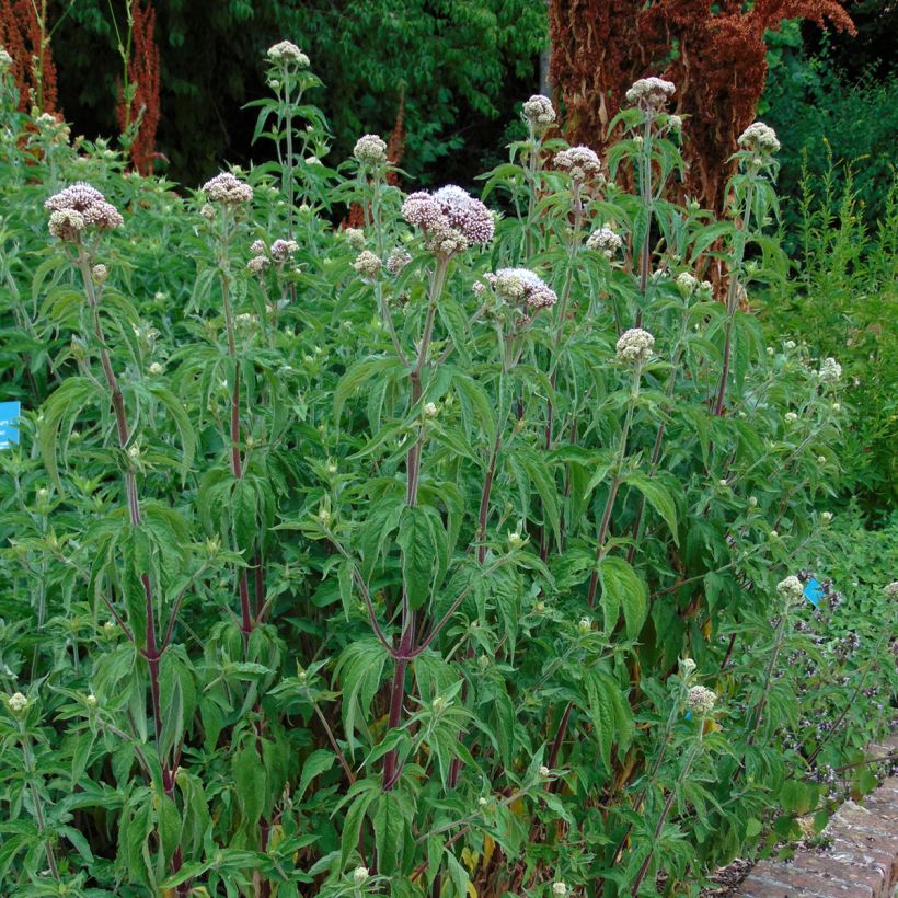 Eupatorium canabinum Plenum (Porte)