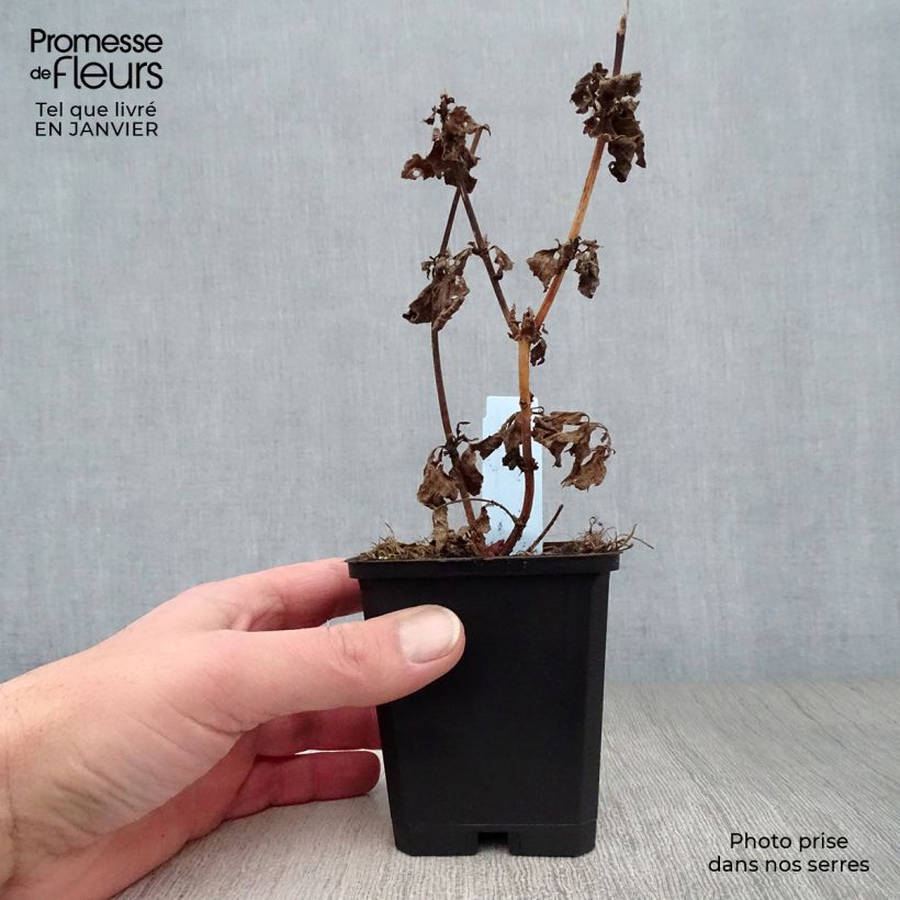 Eupatorium canabinum Plenum Maceta de 8/9 cm Ejemplar entregado en invierno