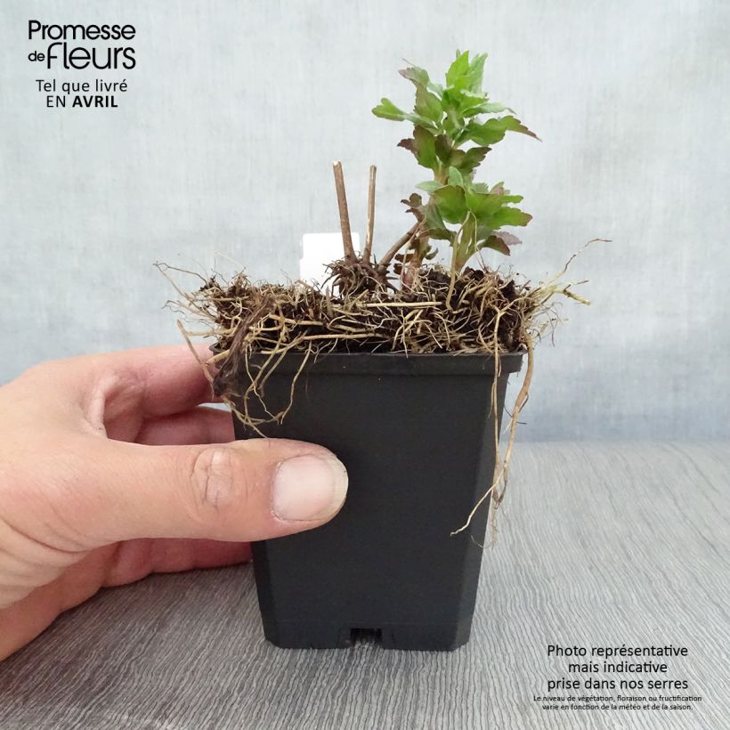 Eupatorium canabinum Plenum Maceta de 8/9 cm Ejemplar entregado en la primavera