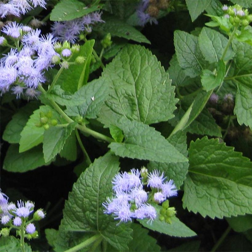 Eupatorium coelestinum (Follaje)