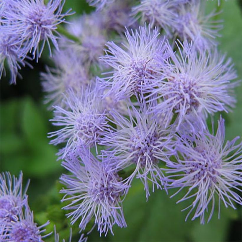 Eupatorium coelestinum (Floración)