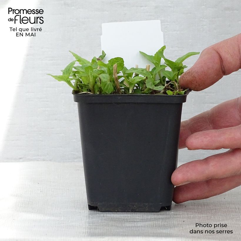 Eupatorium coelestinum Maceta de 8/9 cm Ejemplar entregado en la primavera