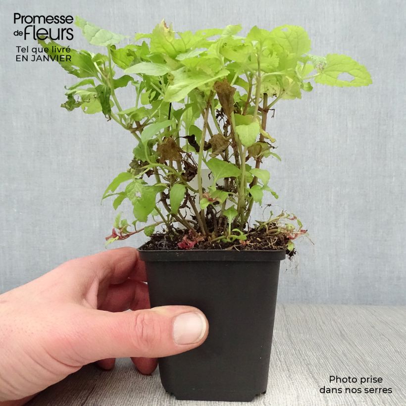 Eupatorium coelestinum Maceta de 8/9 cm Ejemplar entregado en invierno