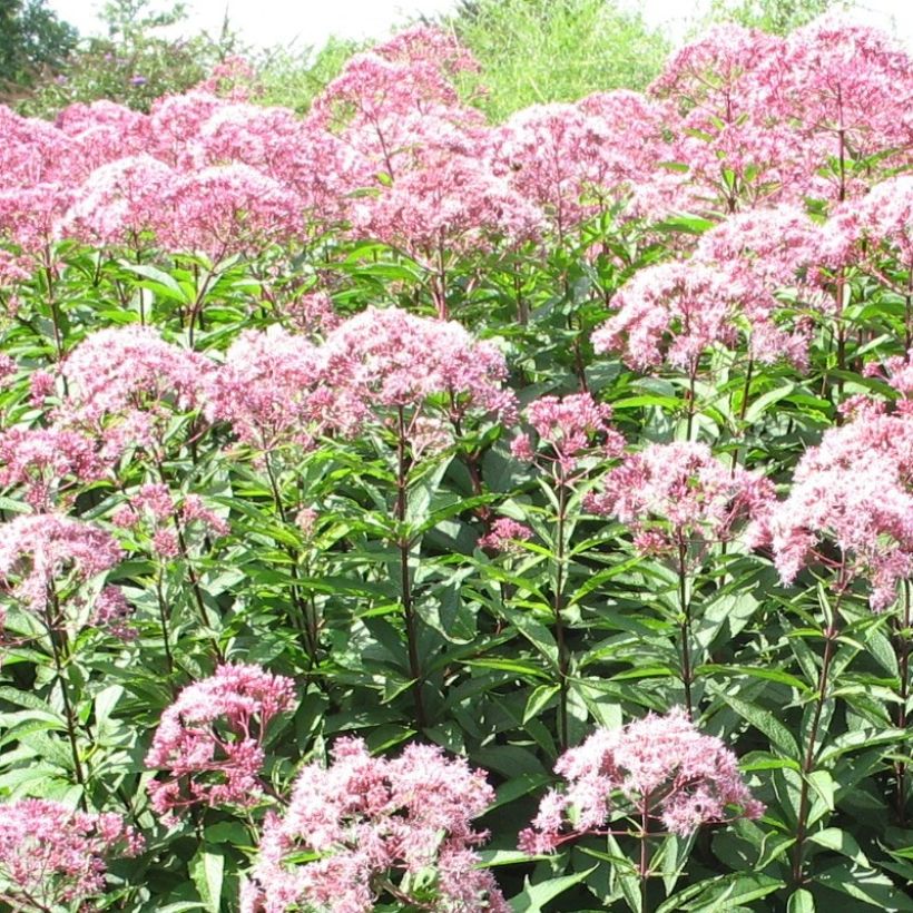 Eupatorium fistulosum Atropurpureum (Floración)