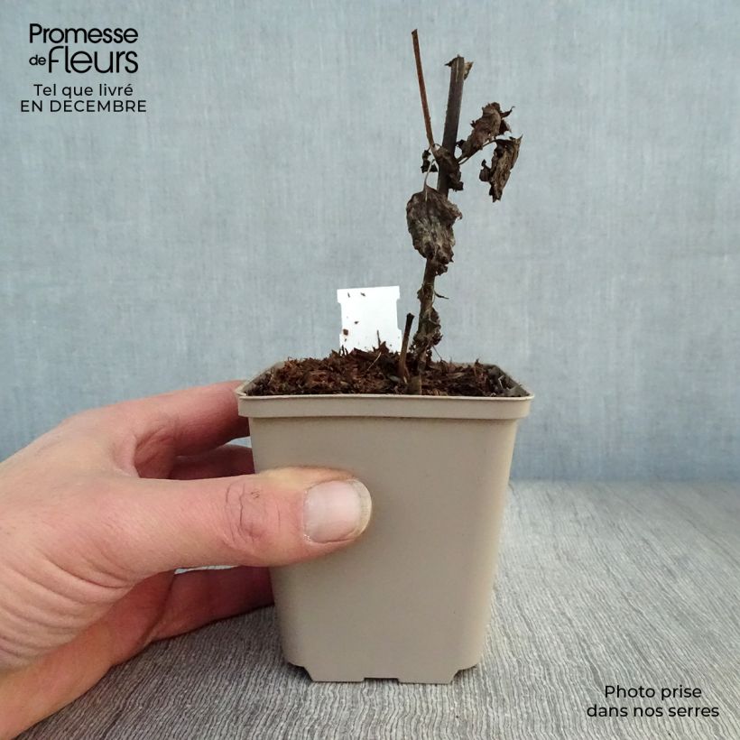 Eupatorium rugosum Lucky Melody Maceta de 8/9 cm Ejemplar entregado en invierno