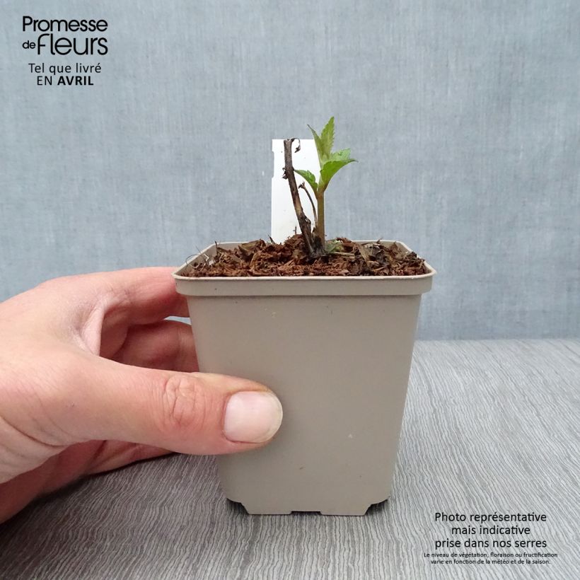 Eupatorium rugosum Lucky Melody Maceta de 8/9 cm Ejemplar entregado en la primavera