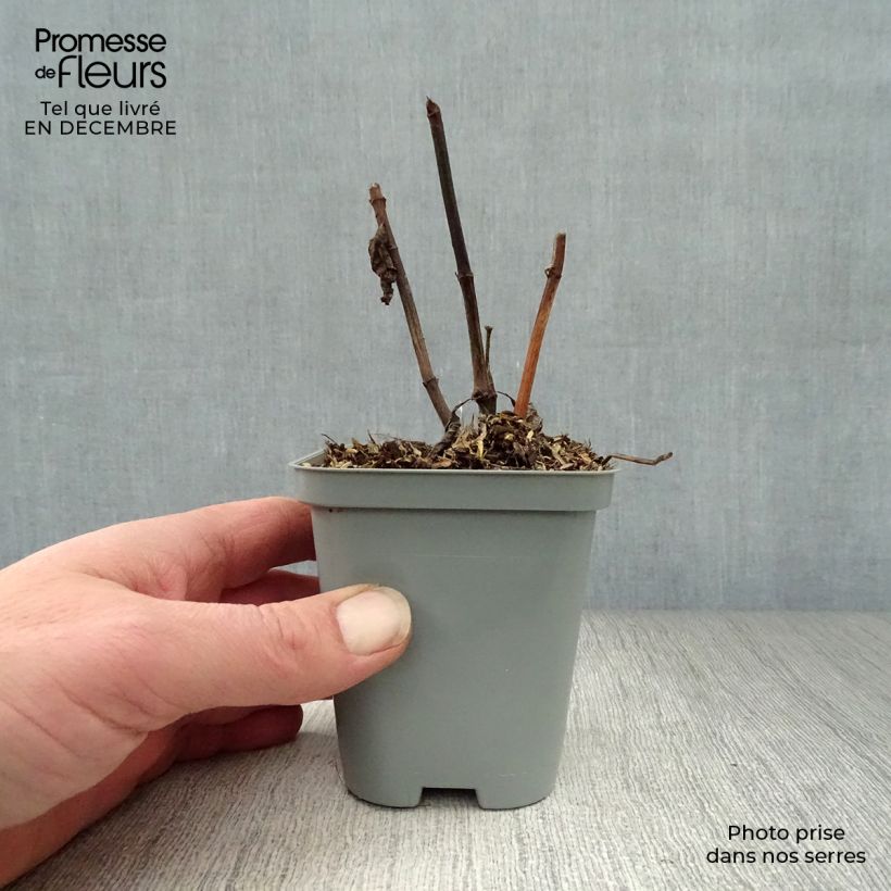 Eupatorium maculatum Atropurpureum Maceta de 8/9 cm Ejemplar entregado en invierno