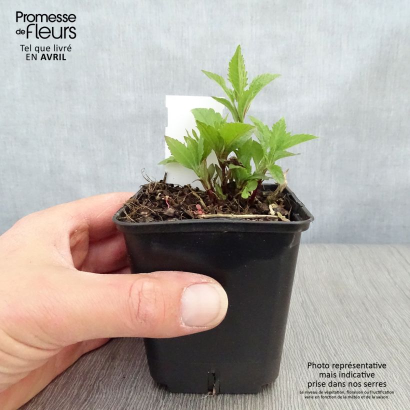 Eupatorium maculatum Atropurpureum Maceta de 8/9 cm Ejemplar entregado en la primavera