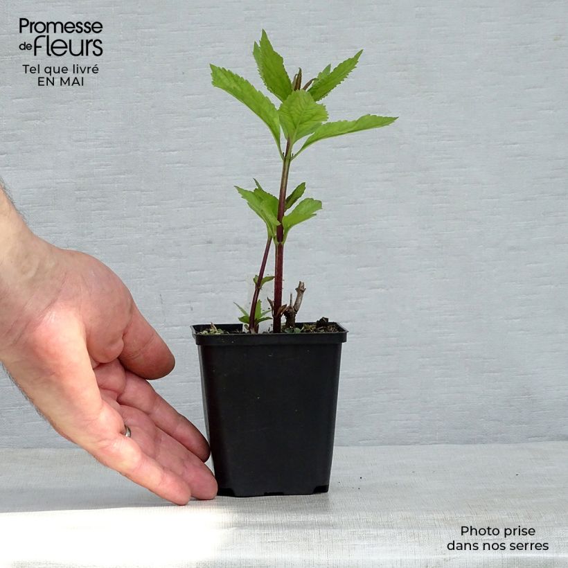 Eupatorium maculatum Phantom Maceta de 8/9 cm Ejemplar entregado en la primavera