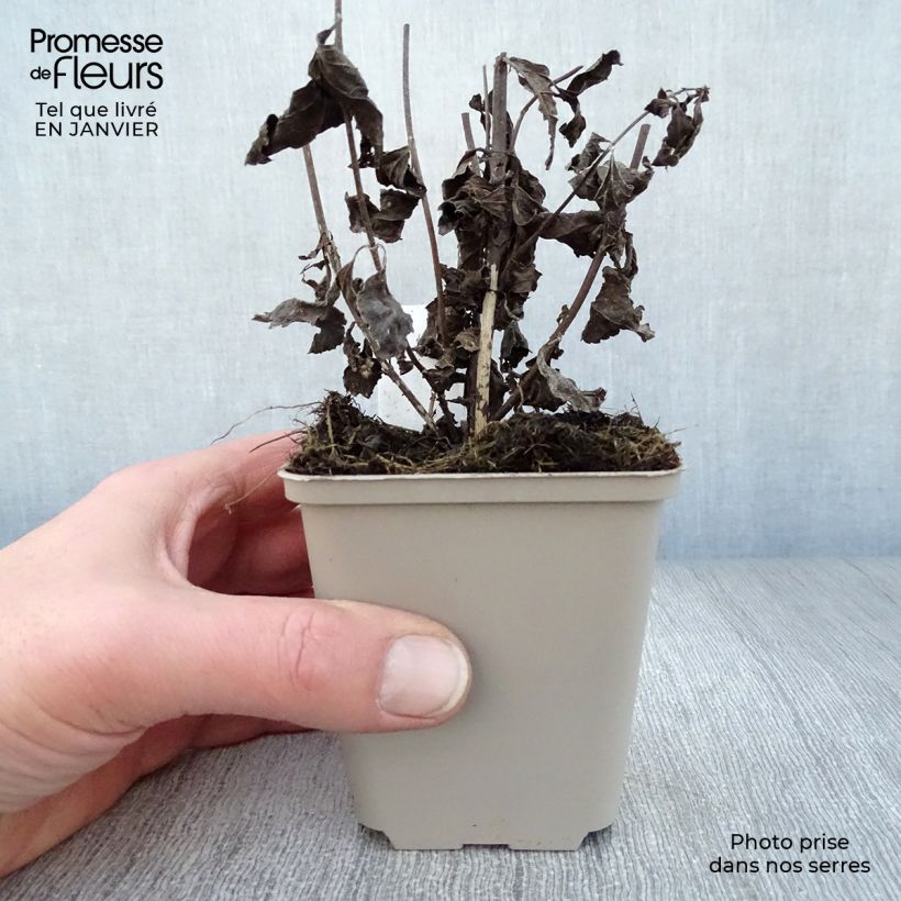 Eupatorium maculatum Phantom Maceta de 8/9 cm Ejemplar entregado en invierno