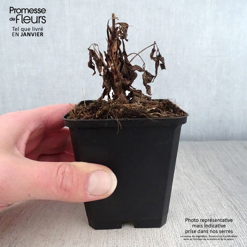 Eupatorium maculatum Purple Bush Maceta de 8/9 cm Ejemplar entregado en invierno