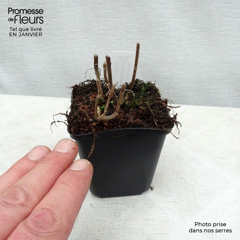 Eupatorium perfoliatum Maceta de 8/9 cm Ejemplar entregado en invierno