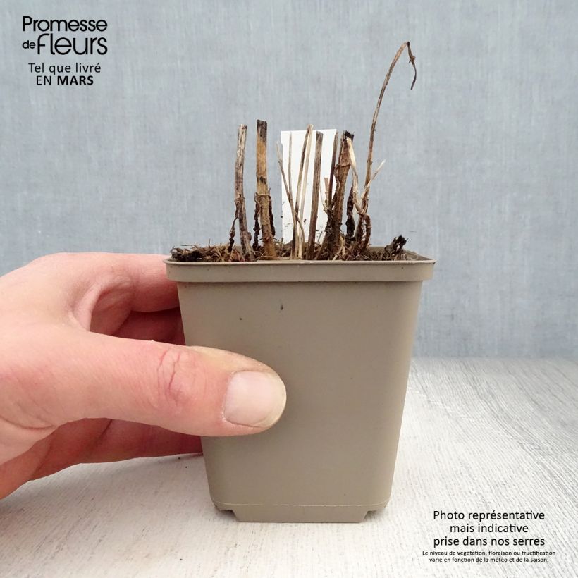 Eupatorium perfoliatum Maceta de 8/9 cm Ejemplar entregado en la primavera