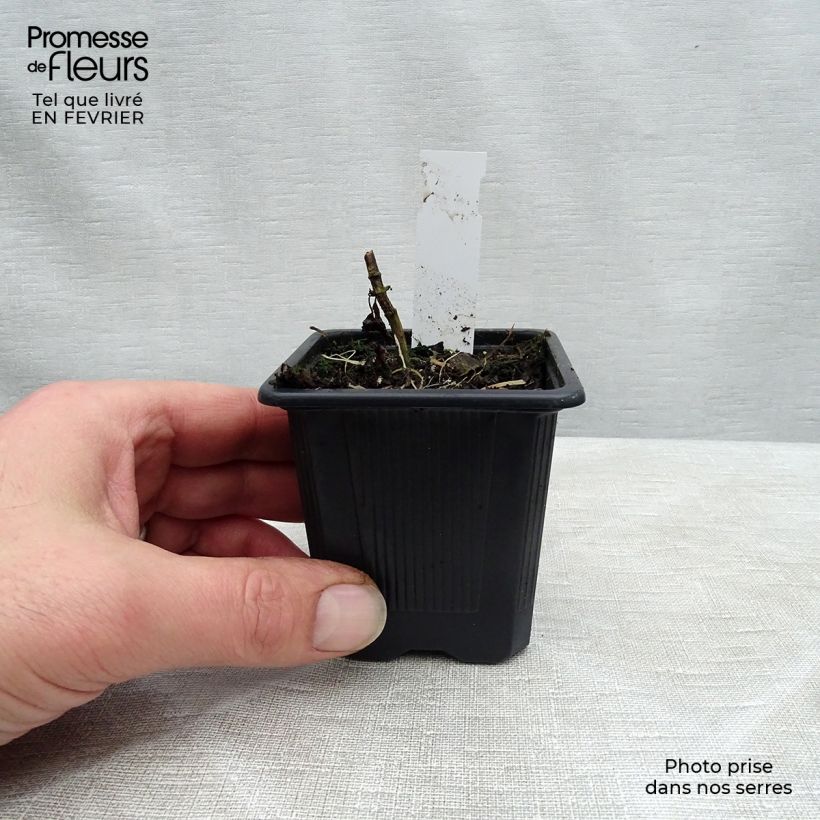 Eupatorium altissima Chocolate Maceta de 8/9 cm Ejemplar entregado en invierno