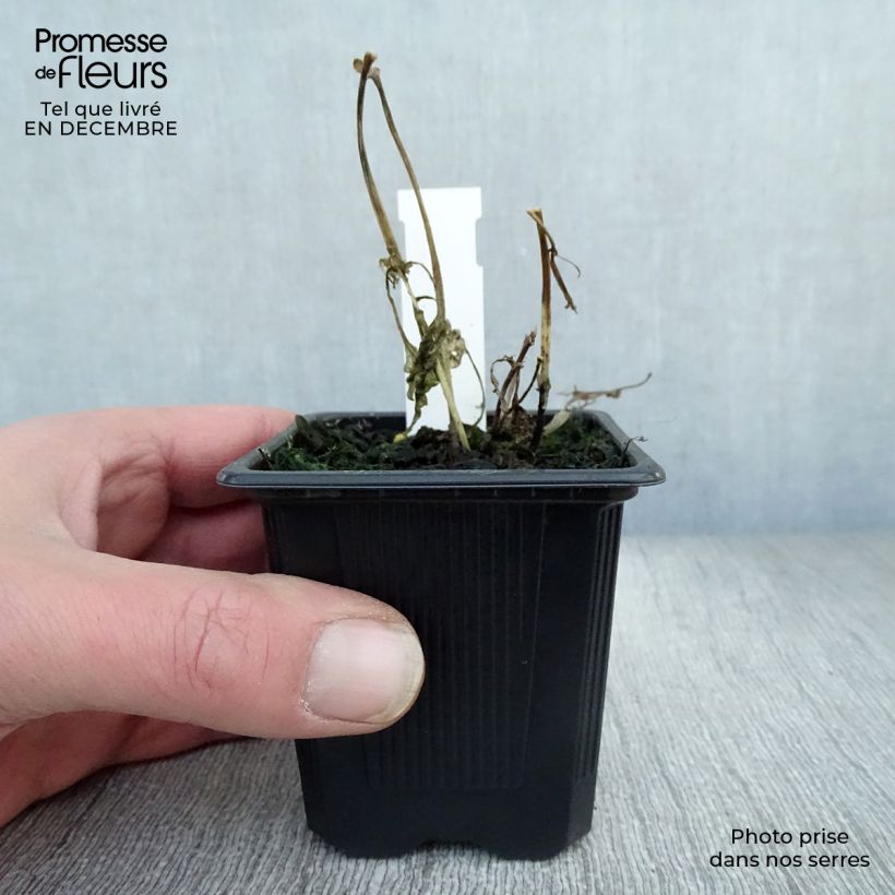 Eupatorium rugosum Maceta de 8/9 cm Ejemplar entregado en invierno