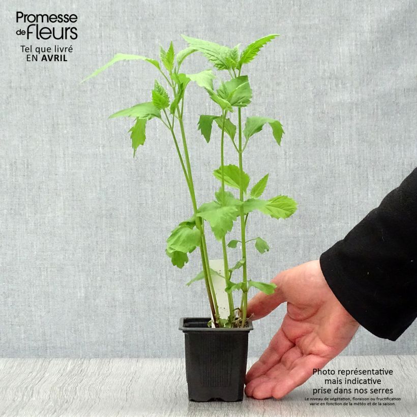 Eupatorium rugosum Maceta de 8/9 cm Ejemplar entregado en la primavera