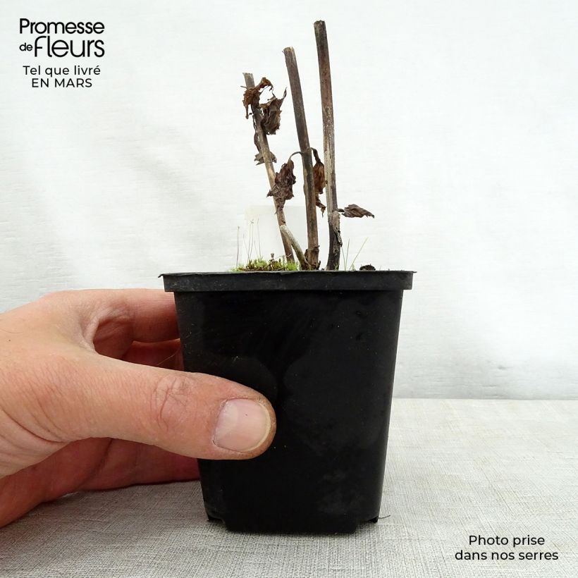 Eupatorium rugosum Braunlaub Maceta de 8/9 cm Ejemplar entregado en la primavera