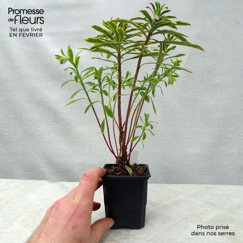 Euphorbia martinii Ascot Rainbow - Lechetrezna Maceta de 8/9 cm Ejemplar entregado en invierno