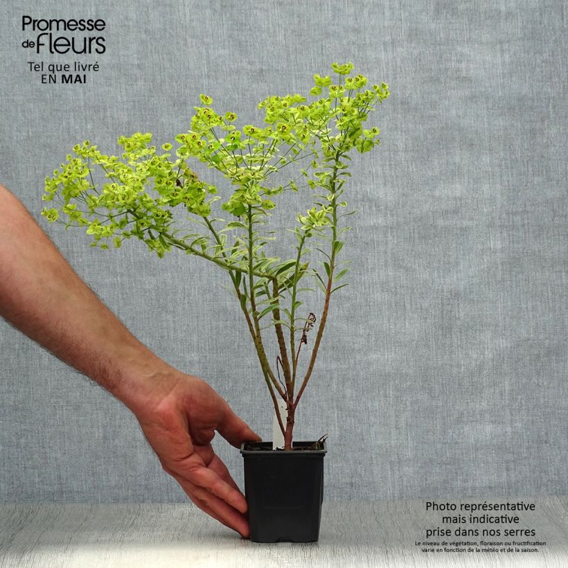 Euphorbia martinii Ascot Rainbow - Lechetrezna Maceta de 8/9 cm Ejemplar entregado en la primavera