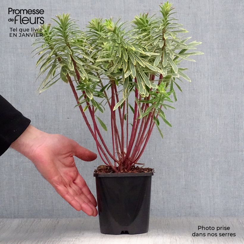 Euphorbia martinii Ascot Rainbow - Lechetrezna Maceta 1,5L/2L Ejemplar entregado en invierno