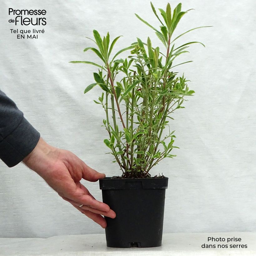 Euphorbia martinii Ascot Rainbow - Lechetrezna Maceta 1,5L/2L Ejemplar entregado en la primavera