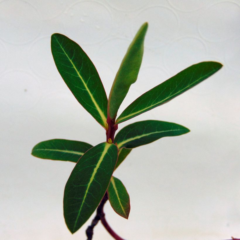 Euphorbia cornigera - Lechetrezna (Follaje)