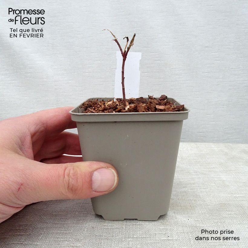 Euphorbia cornigera - Lechetrezna Maceta de 8/9 cm Ejemplar entregado en invierno