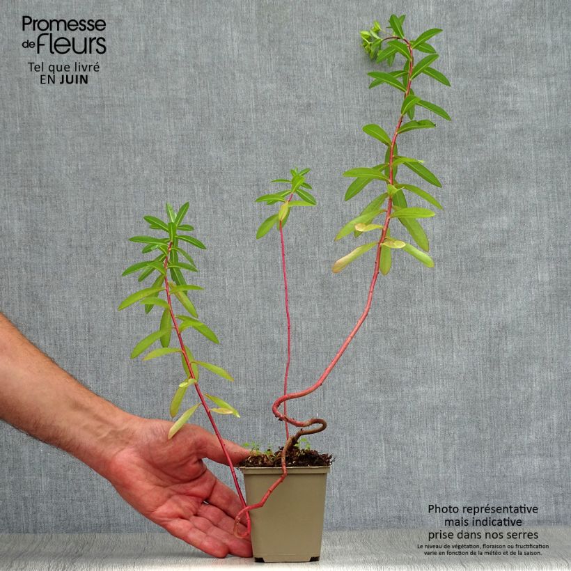 Ejemplar de Euphorbia cornigera - Lechetrezna Maceta de 8/9 cm entregado en verano