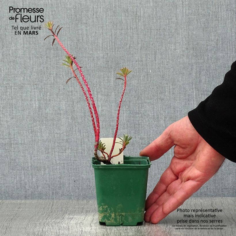 Euphorbia nicaeensis - Lechetrezna de Niza Maceta de 8/9 cm Ejemplar entregado en invierno