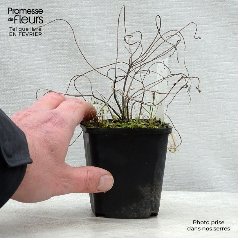 Euphorbia cyparissias - Euforbia ciprés Maceta de 8/9 cm Ejemplar entregado en invierno