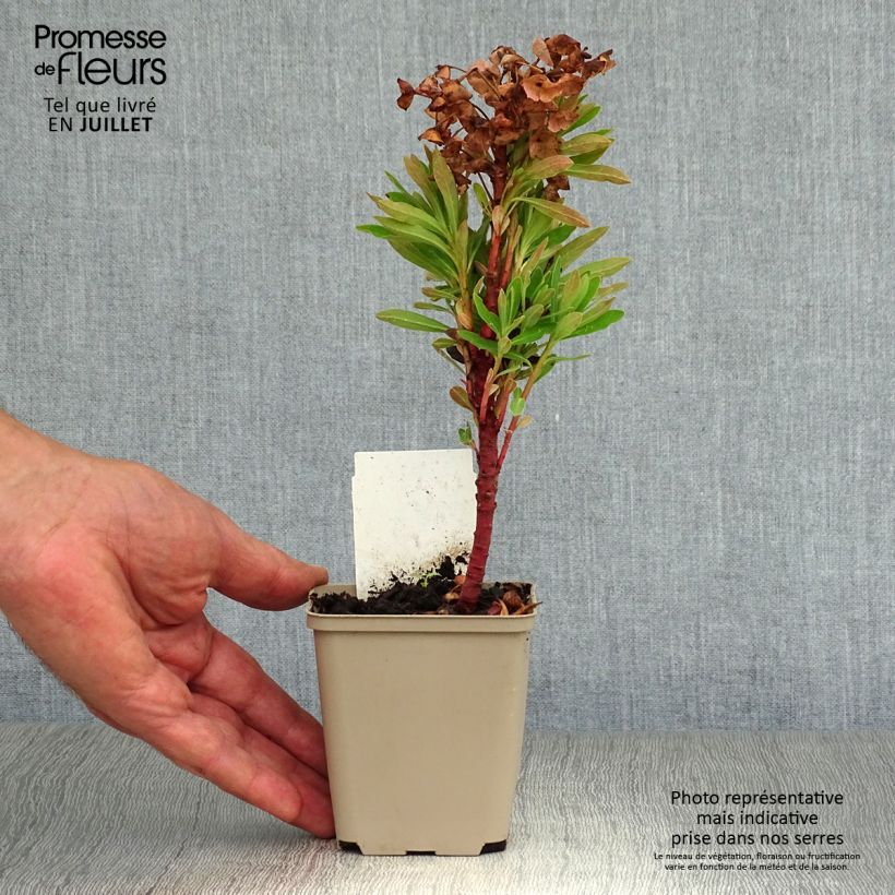 Ejemplar de Euphorbia pseudovirgata Redwing - Lechetrezna Maceta de 8/9 cm entregado en verano