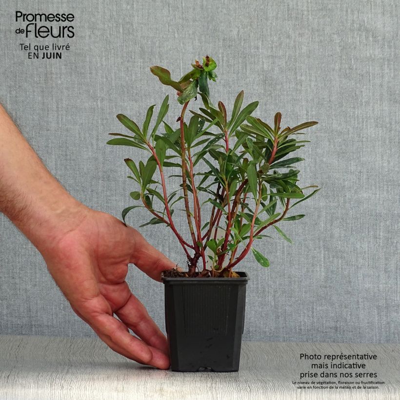 Ejemplar de Euforbio - Euphorbia amygdaloides Purpurea Maceta de 8/9 cm entregado en verano