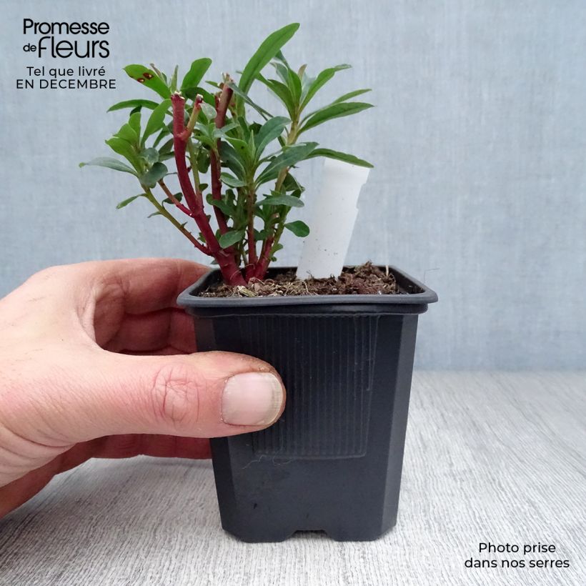 Euforbio - Euphorbia amygdaloides Purpurea Maceta de 8/9 cm Ejemplar entregado en invierno