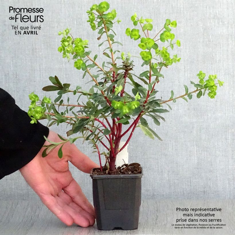 Euforbio - Euphorbia amygdaloides Purpurea Maceta de 8/9 cm Ejemplar entregado en la primavera