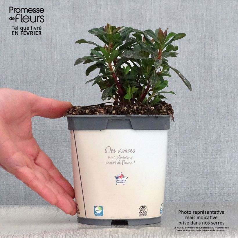 Euforbio - Euphorbia amygdaloides Purpurea Maceta 2L/3L Ejemplar entregado en invierno