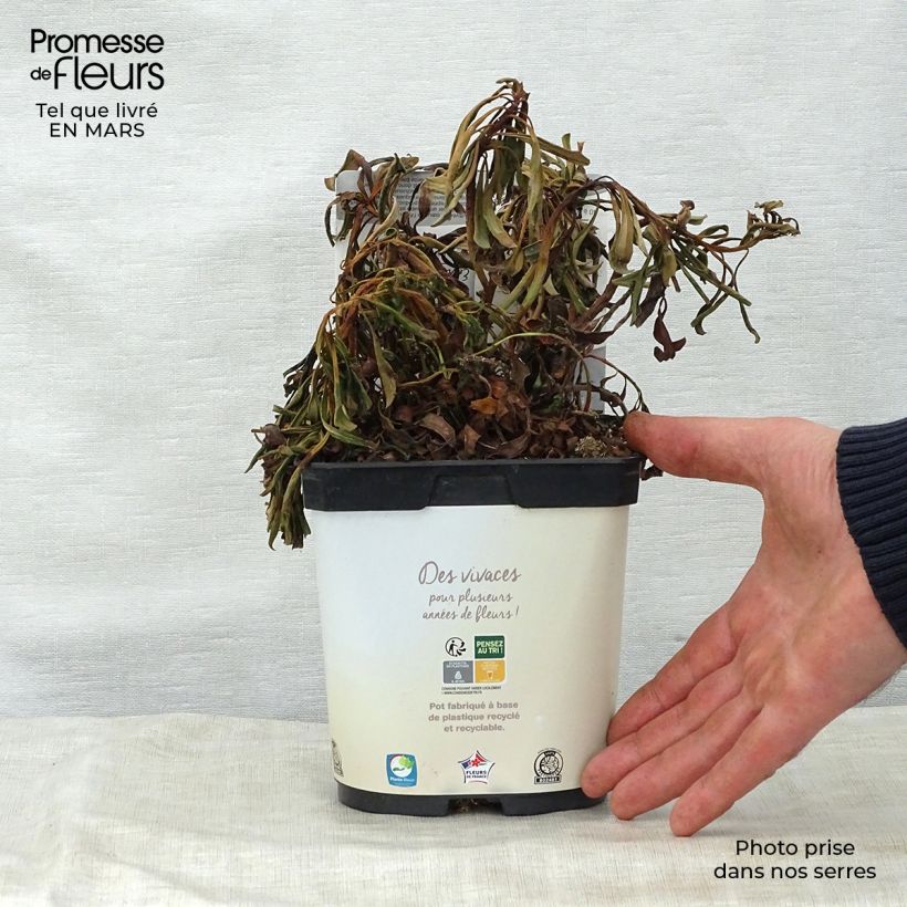 Euforbio - Euphorbia amygdaloides Purpurea Maceta 2L/3L Ejemplar entregado en la primavera