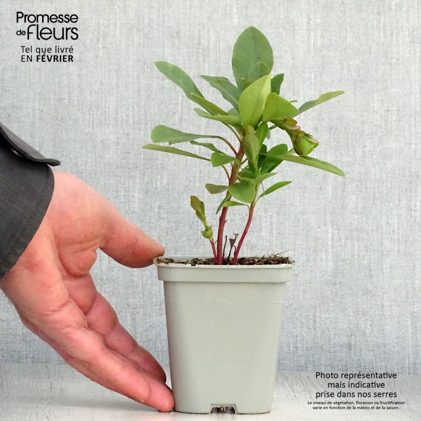 Euforbio - Euphorbia amygdaloïdes var. robbiae Maceta de 8/9 cm Ejemplar entregado en invierno