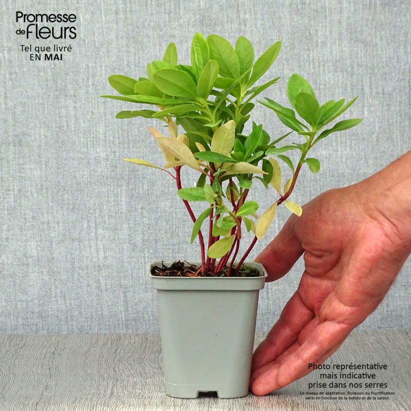 Euforbio - Euphorbia amygdaloïdes var. robbiae Maceta de 8/9 cm Ejemplar entregado en la primavera