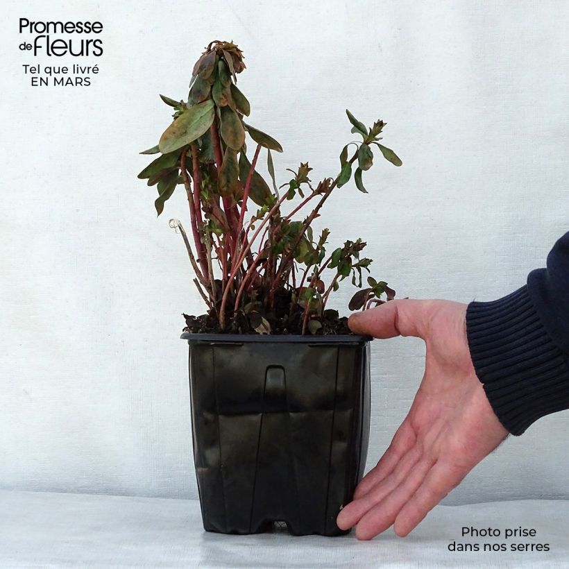 Euforbio - Euphorbia amygdaloïdes var. robbiae Maceta 2L/3L Ejemplar entregado en la primavera