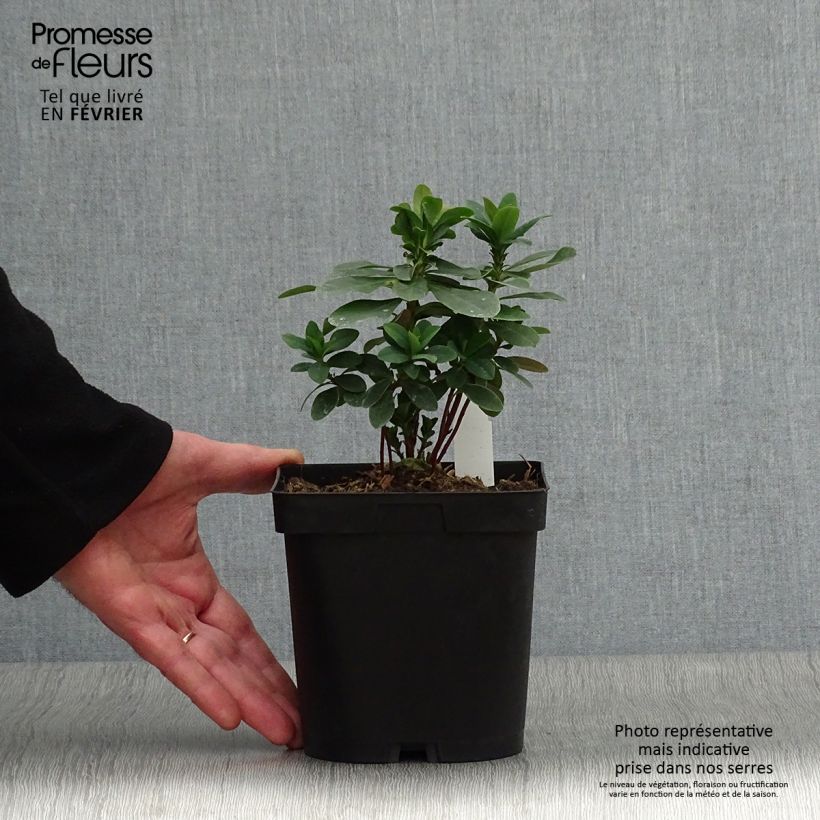 Euforbio - Euphorbia amygdaloïdes var. robbiae Maceta 2L/3L Ejemplar entregado en invierno