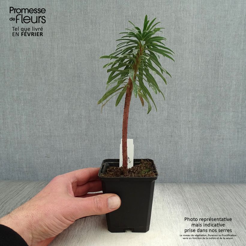 Euforbio mediterráneo Black Pearl - Euphorbia characias Maceta de 8/9 cm Ejemplar entregado en invierno