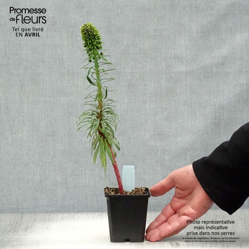 Euforbio mediterráneo Black Pearl - Euphorbia characias Maceta de 8/9 cm Ejemplar entregado en la primavera