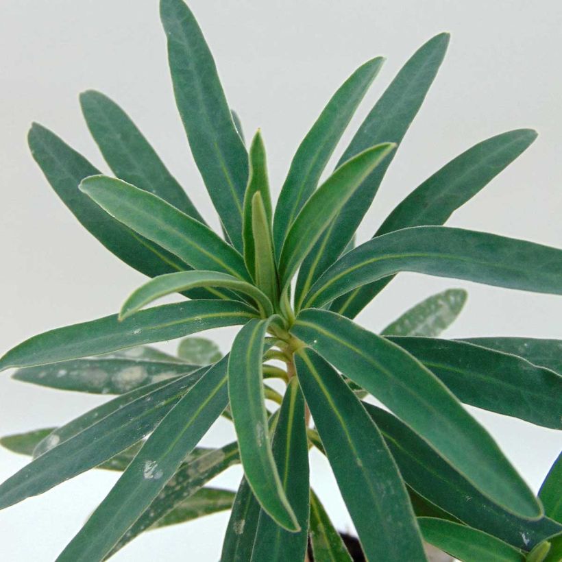 Euforbio mediterráneo Blue Wonder - Euphorbia characias (Follaje)